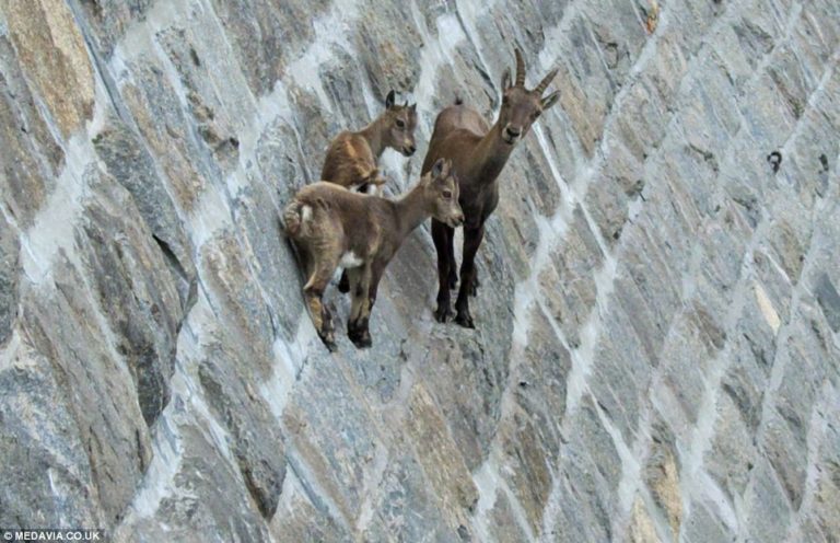 Nu există alpiniști mai talentați decât caprele de munte din regiunea Munților Alpi (7 foto)